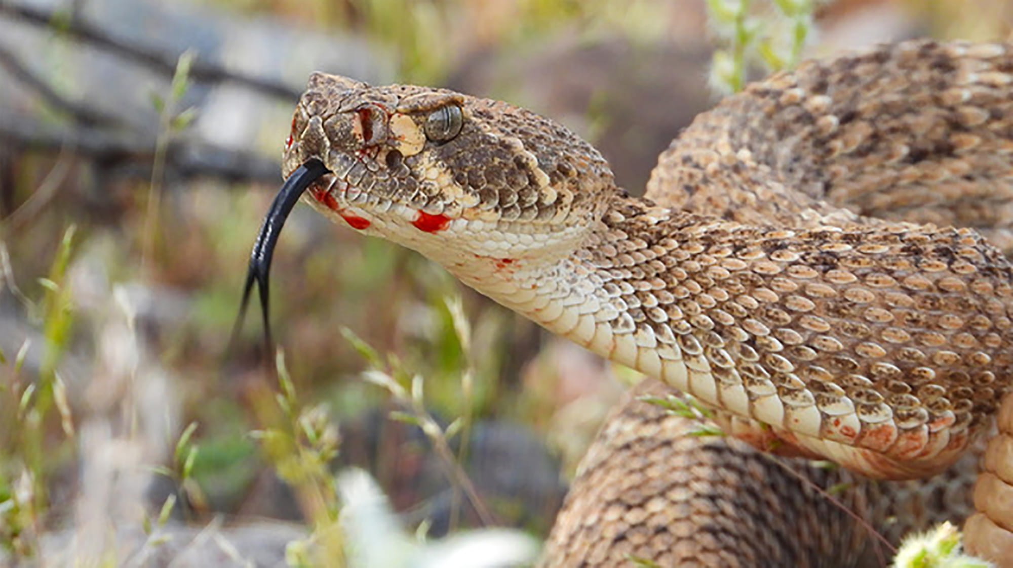 Rattlesnake