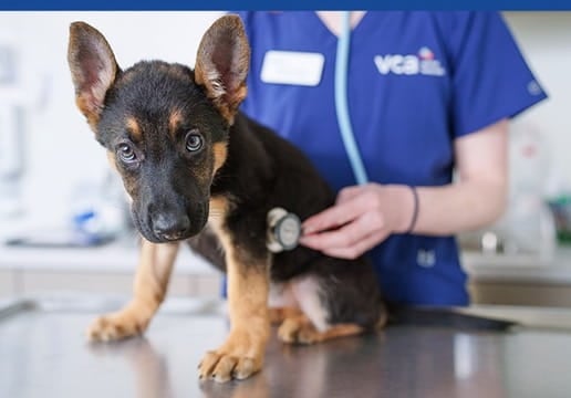 Puppy being examined by a VCA associate