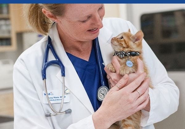 Orange kitten being held by a VCA associate