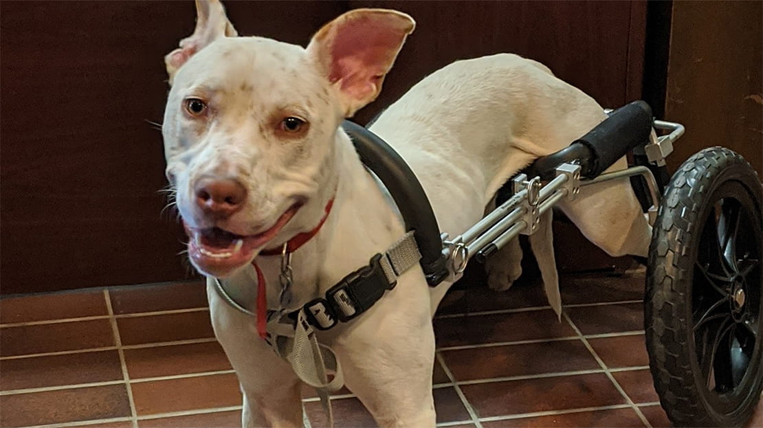 Pit heeler/terrier mix in wheelchair