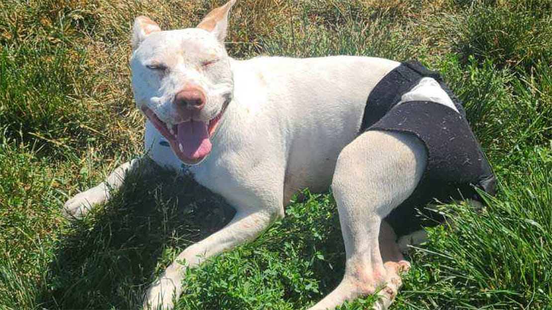 Pit heeler/terrier mix lying in grass