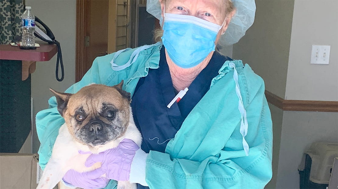 VCA Voice Oklahoma VCAs Partner with the Humane Society of Tulsa to Treat Dogs Rescued from Puppy Mill