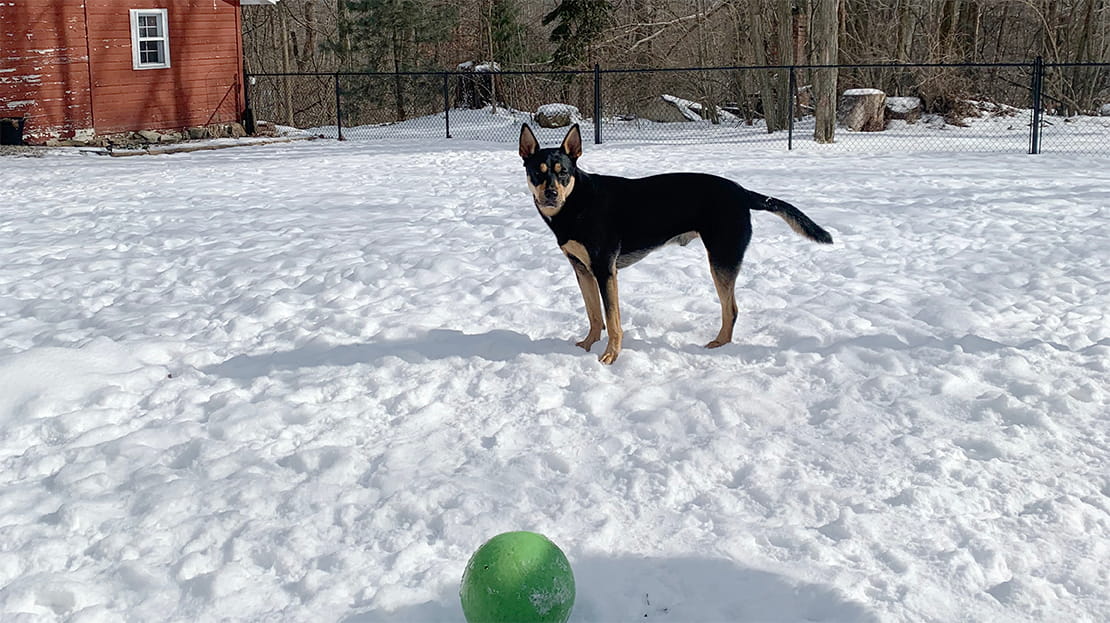 Stewart the dog playing in snow