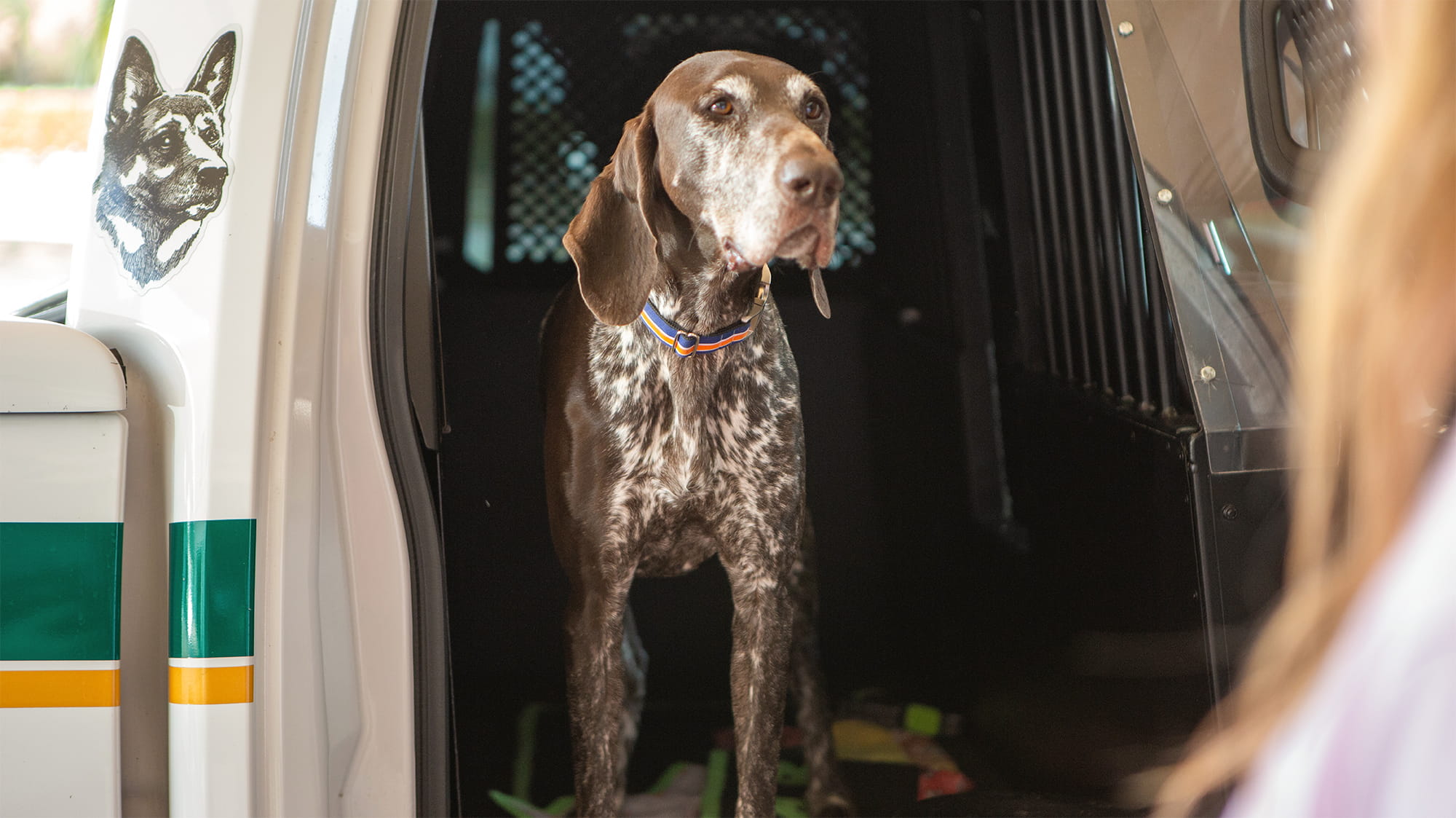 Abba the Dog in Car