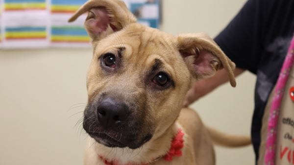 Puppy with tilted head