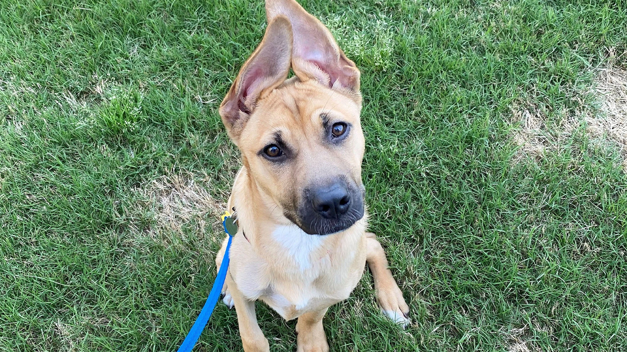 Puppy with ears up