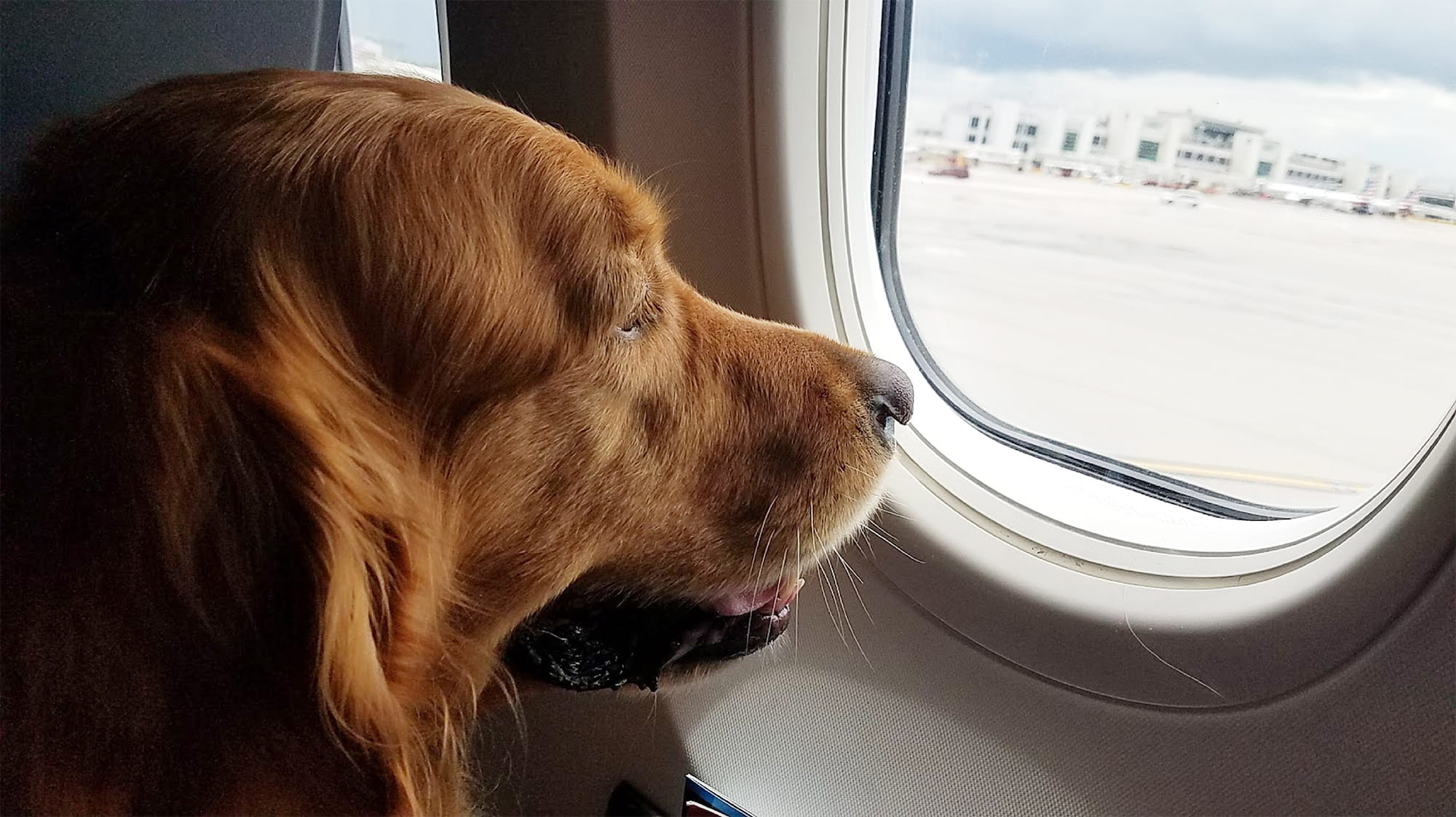 Gossamer the Golden Retriever in a Plane