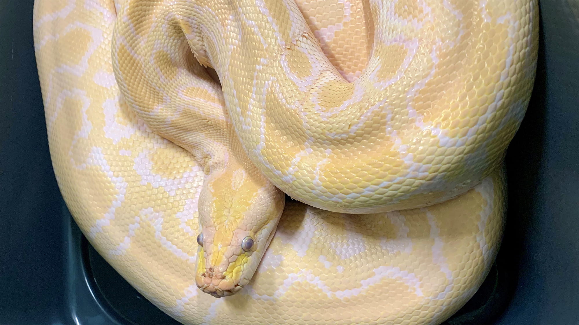 Python