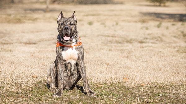 Pit bull mix on grass