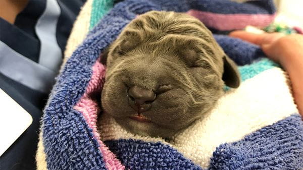 Puppy in Blanket