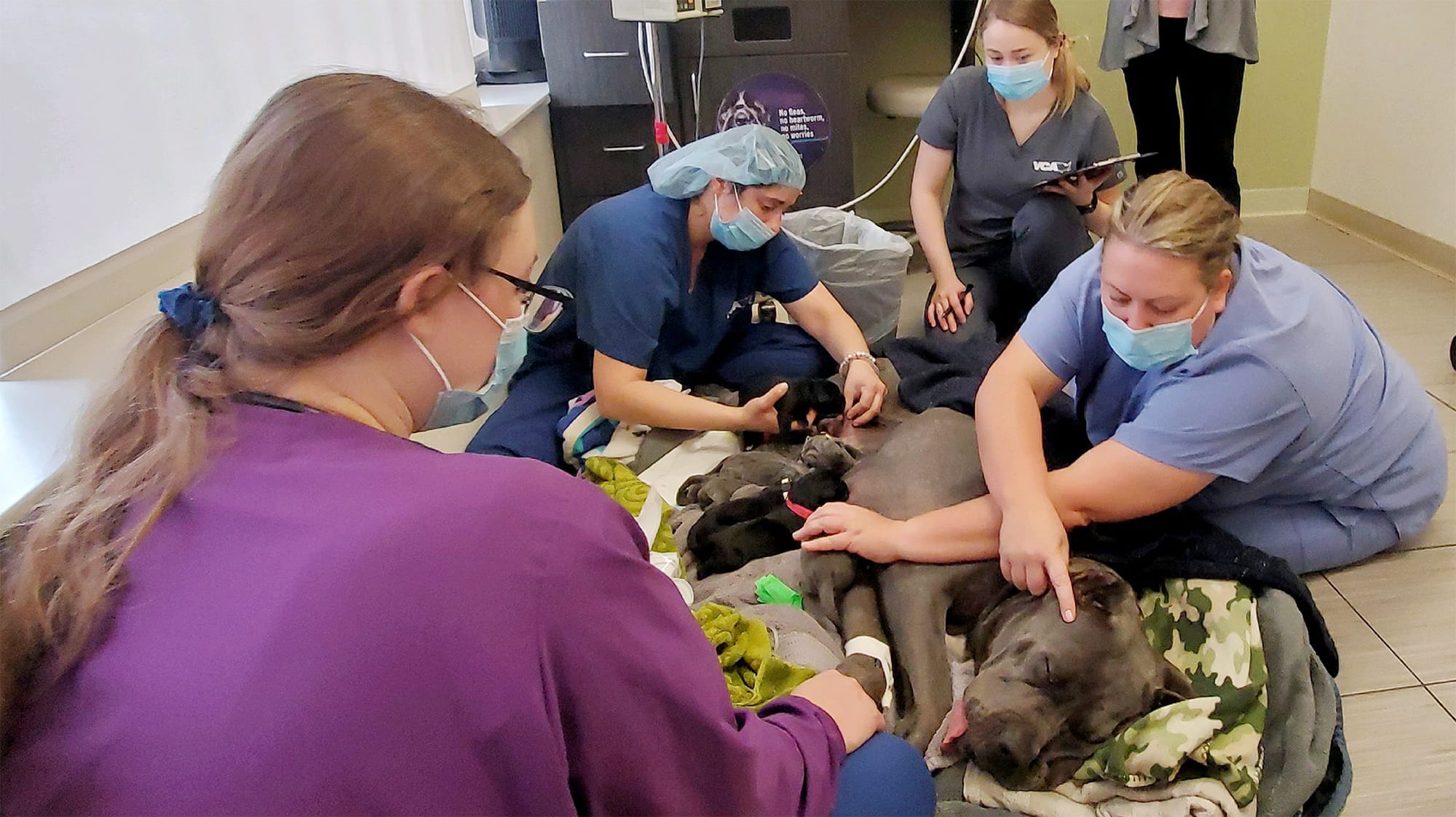 Staff with Fiona and puppies