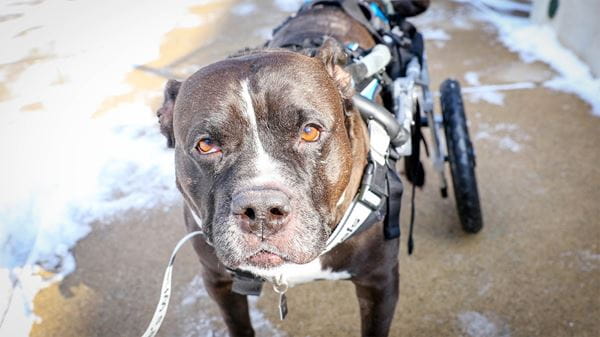 Dog in wheelchair