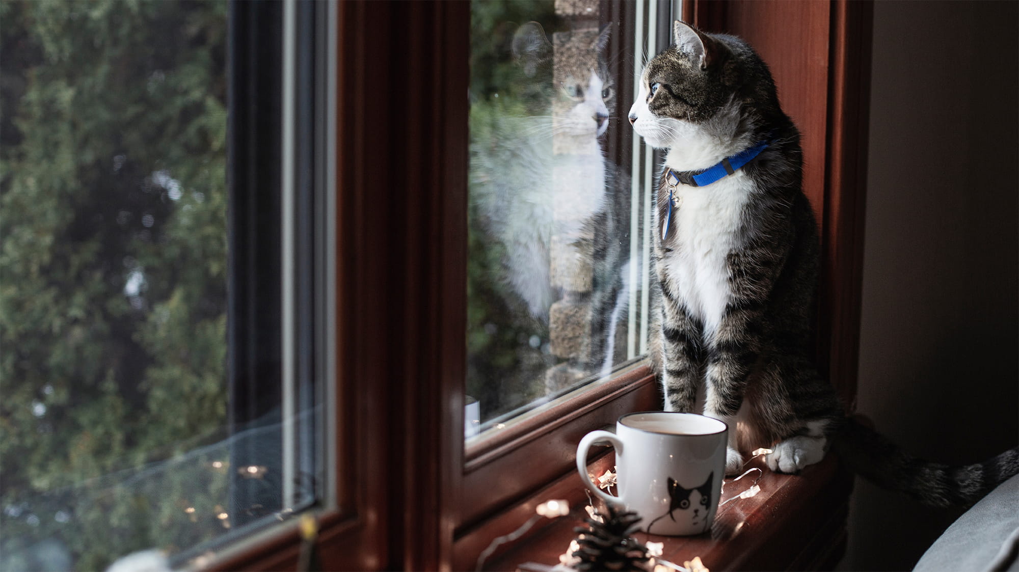 Cat looking out window