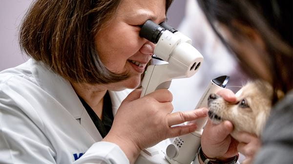 Veterinarian examining a dog