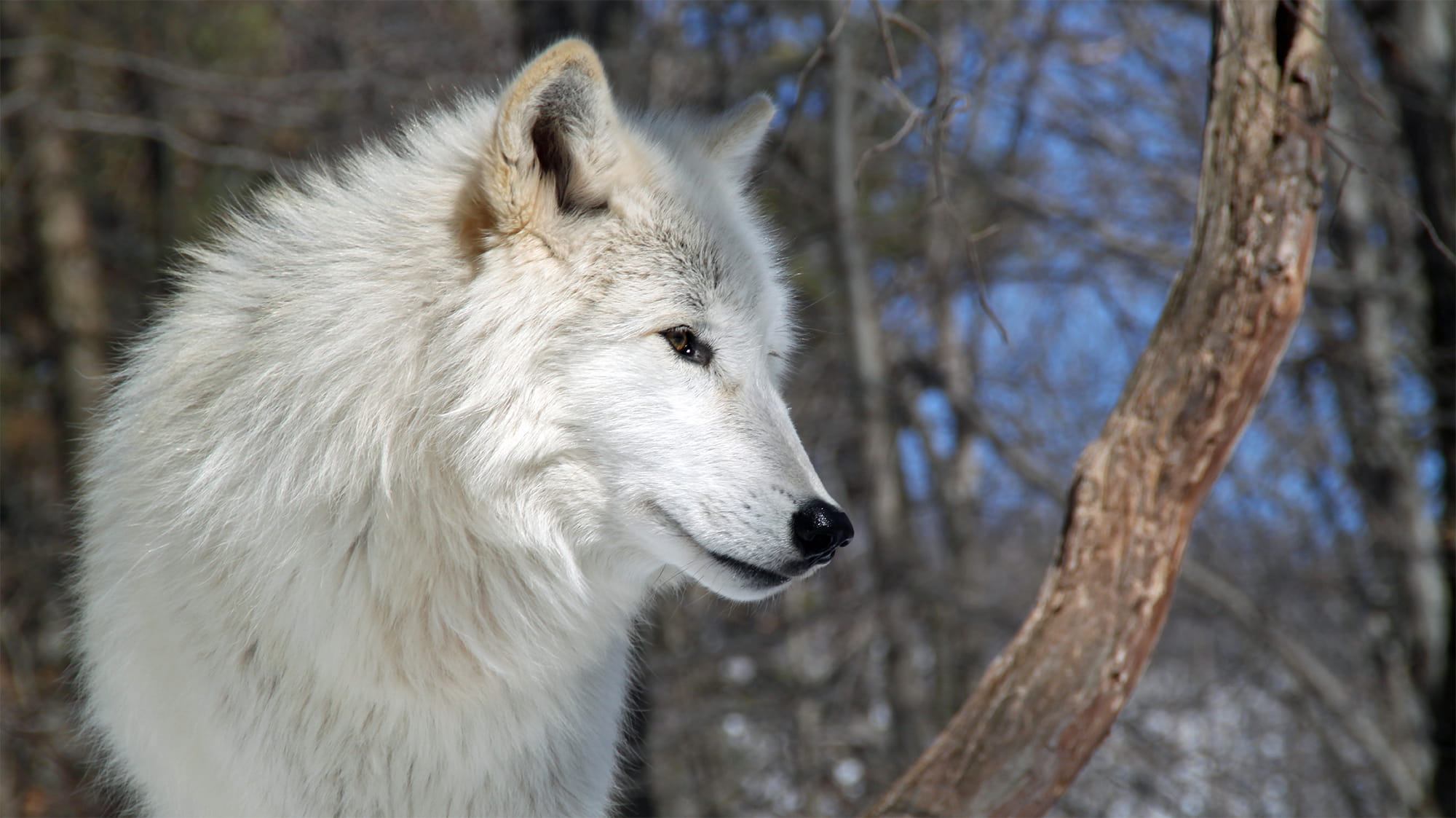 White Wolf