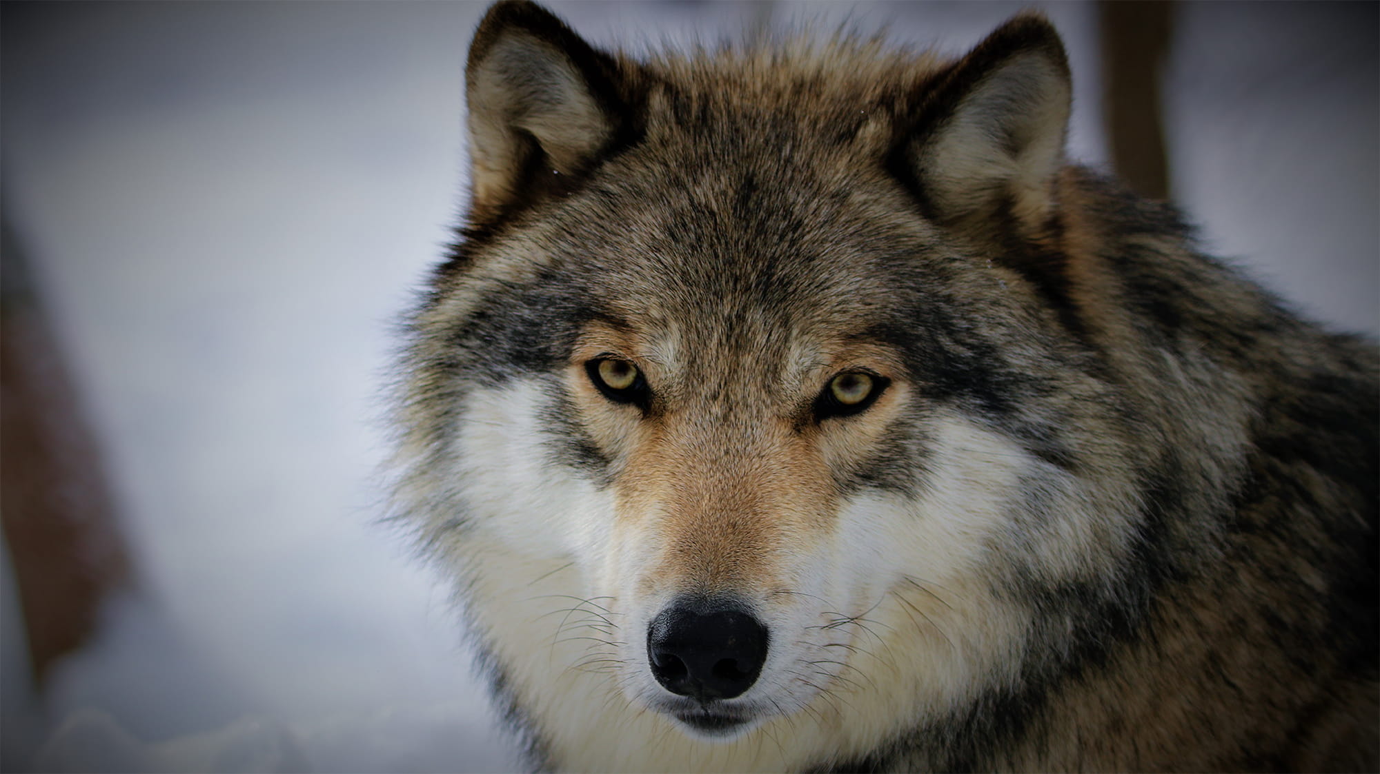 Wolf in snow