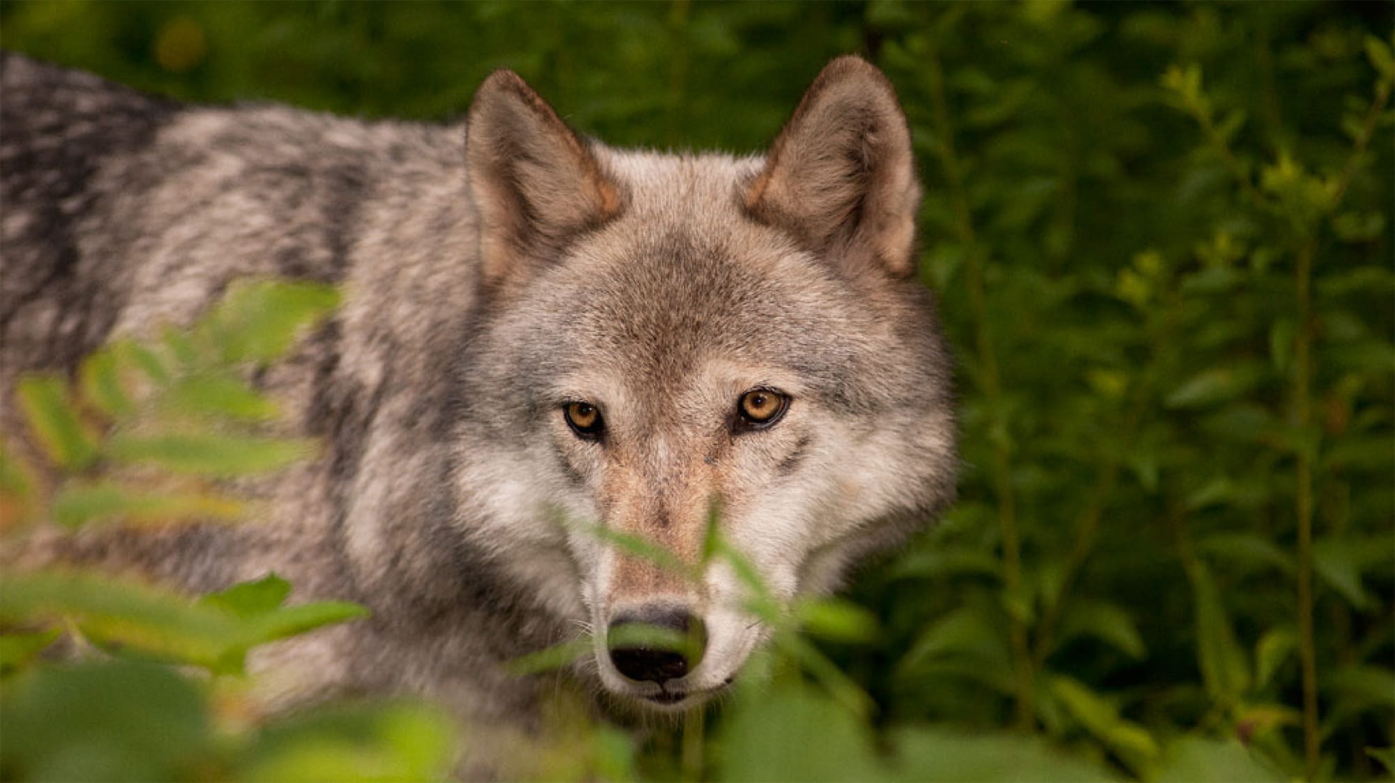 Wolf in bushes