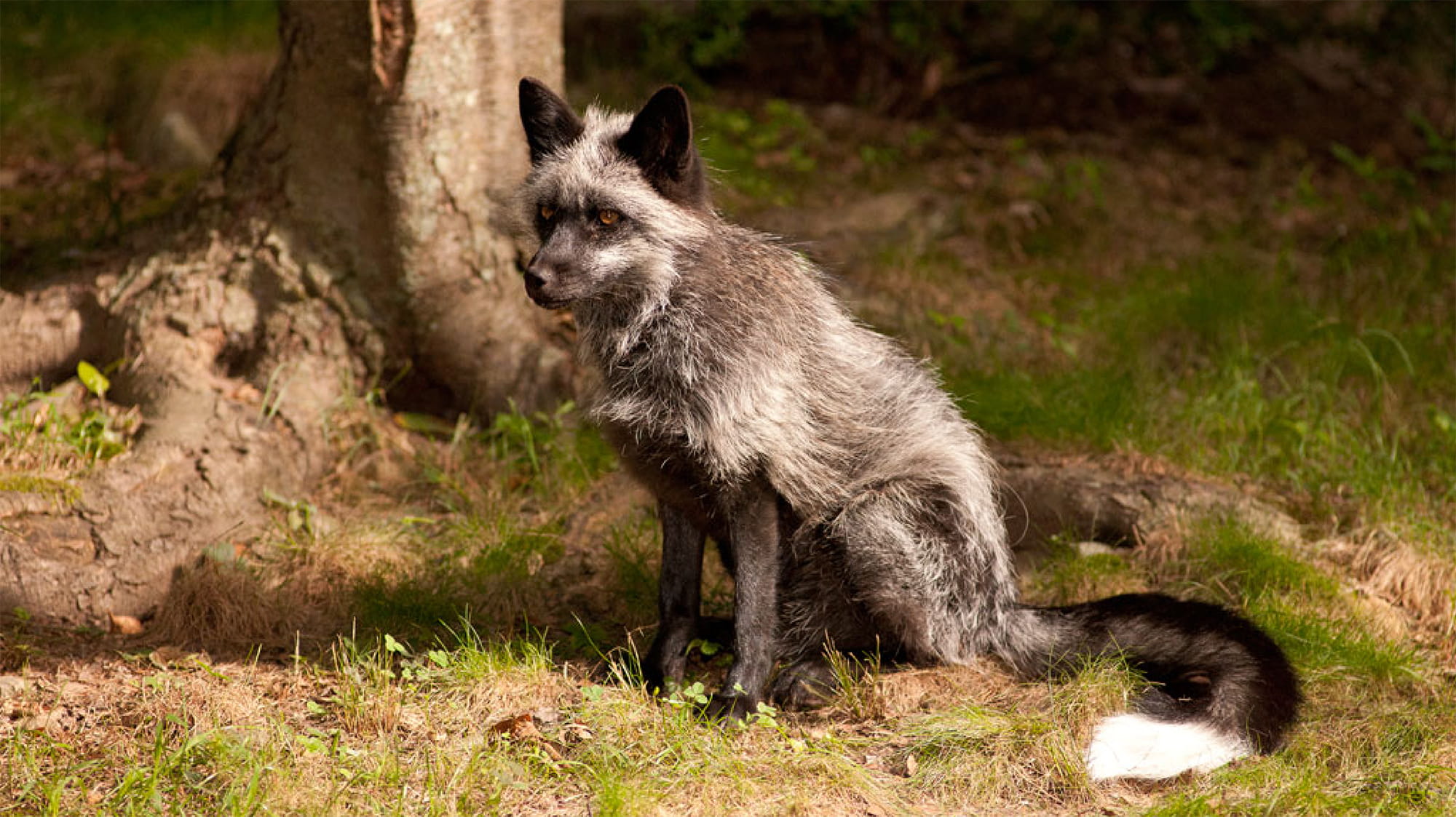 Lakota Wolf Preserve