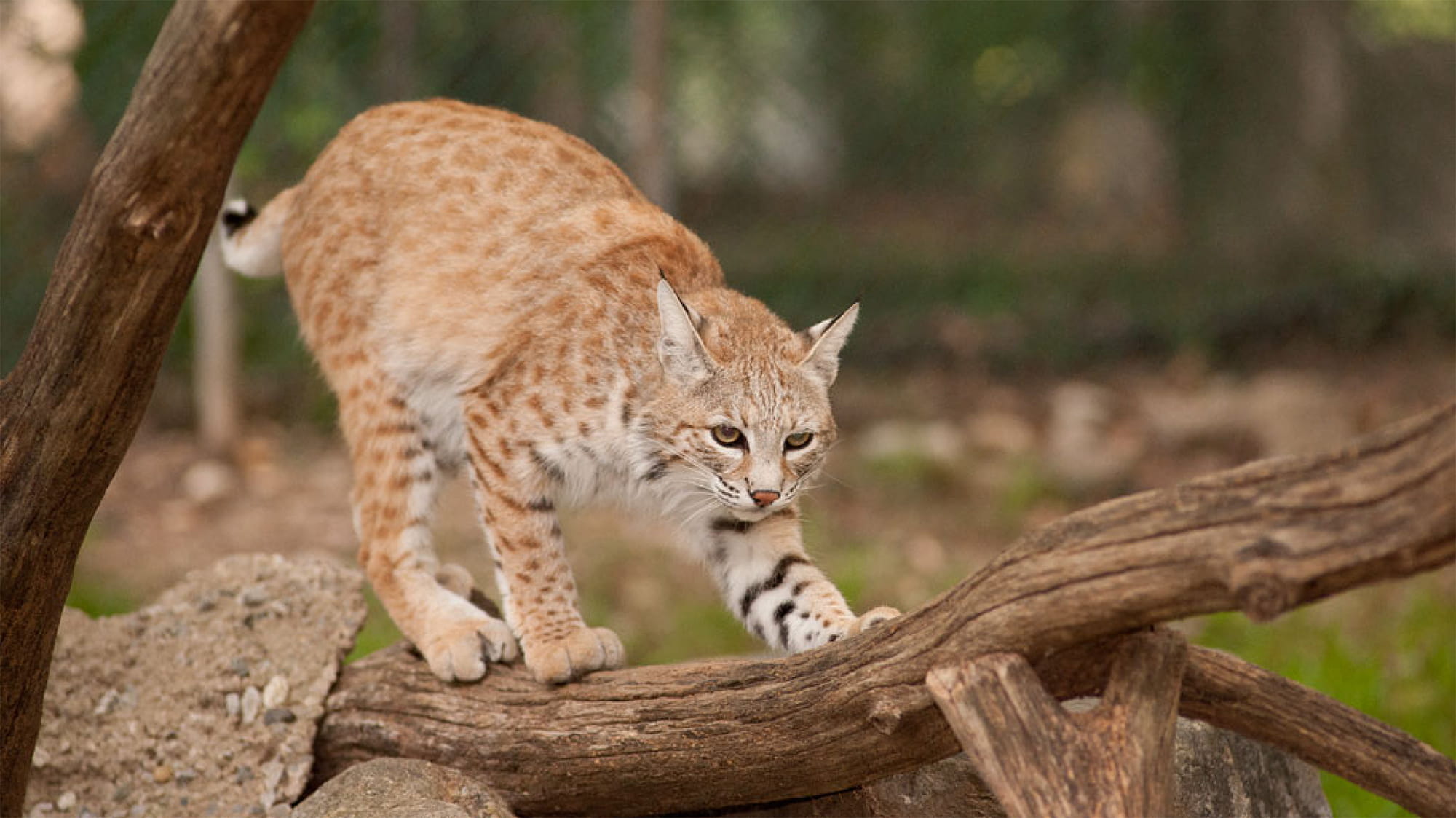 Cat on branch