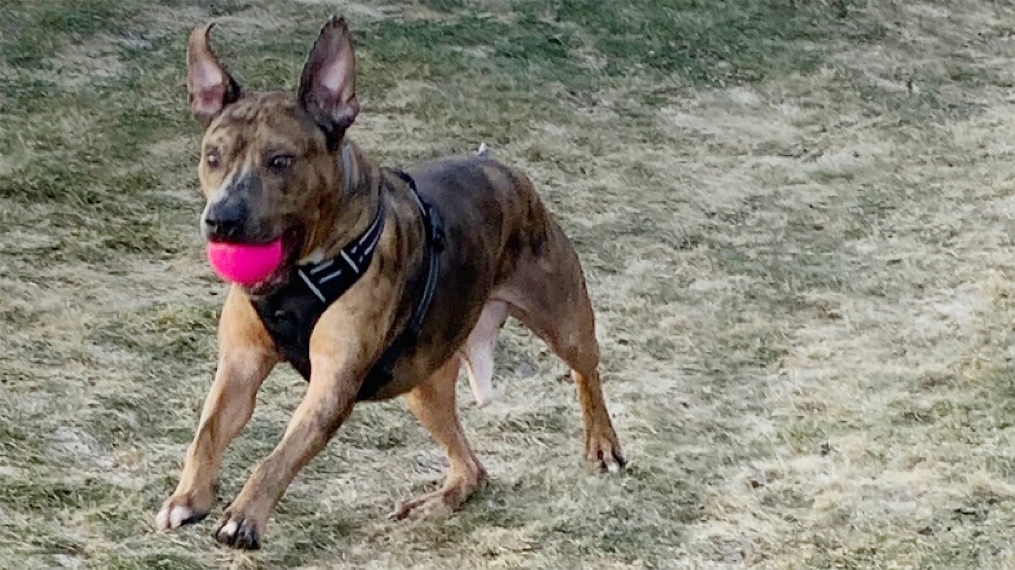 Dog with Ball