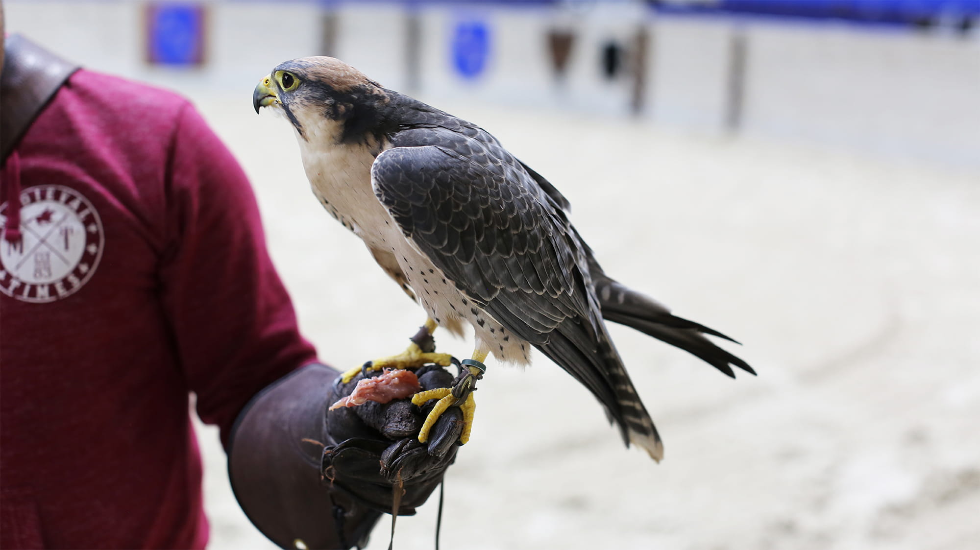 Medieval Times Falcon