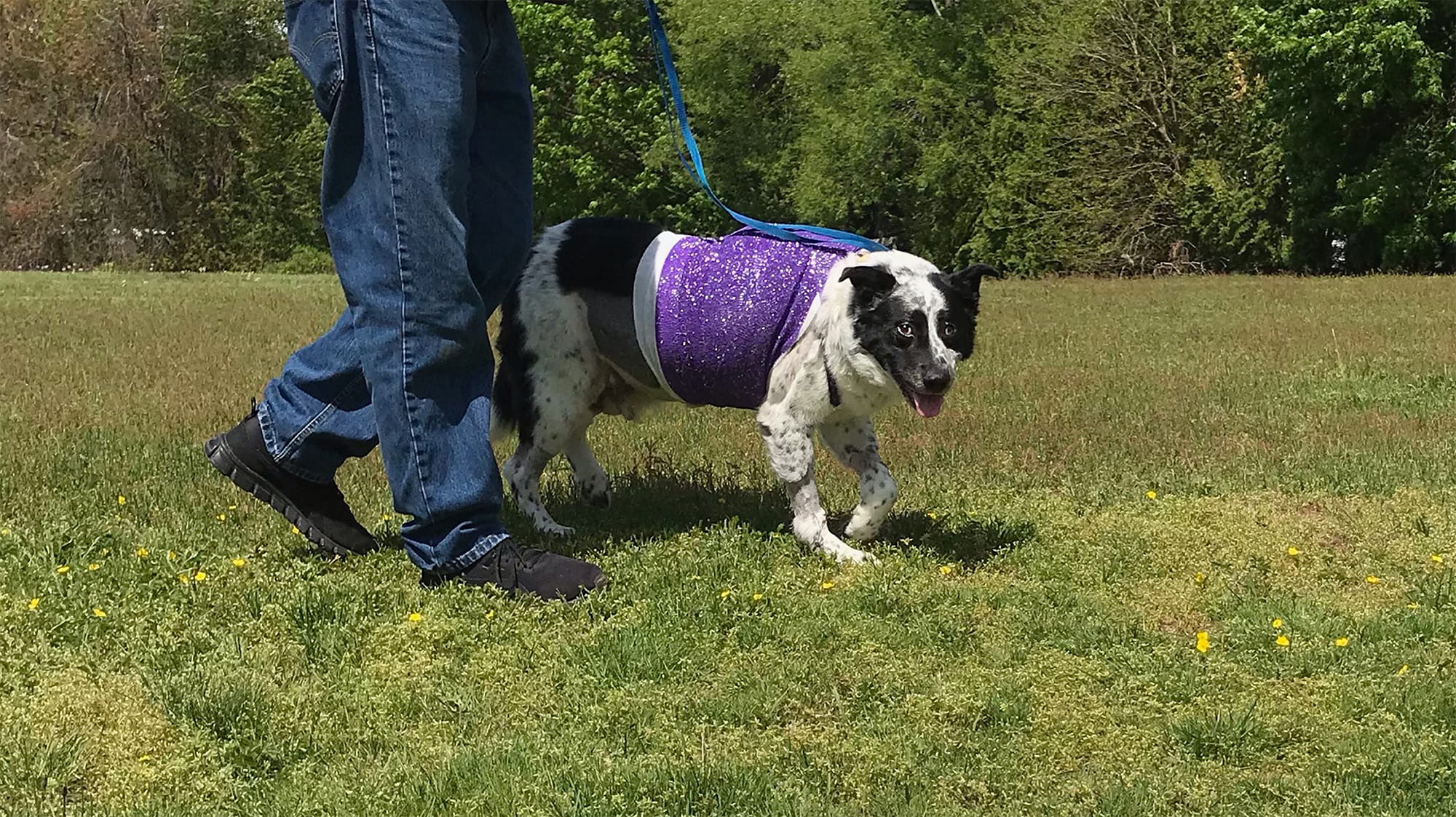 Australian shepherd mix with wrap