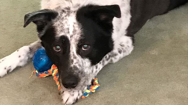 Australian shepherd mix with toy