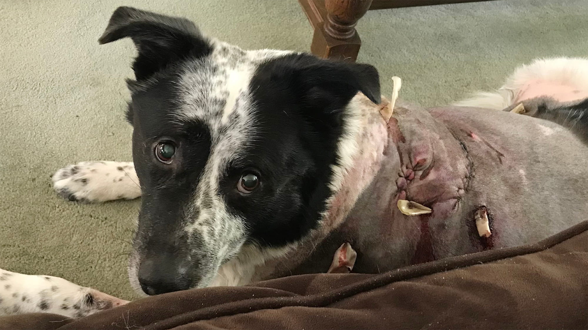 Australian shepherd mix with injuries