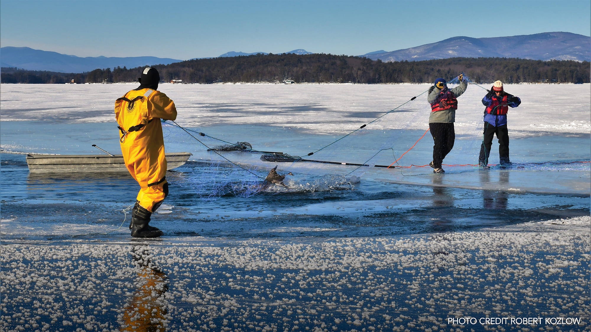 Rescuers saving loons