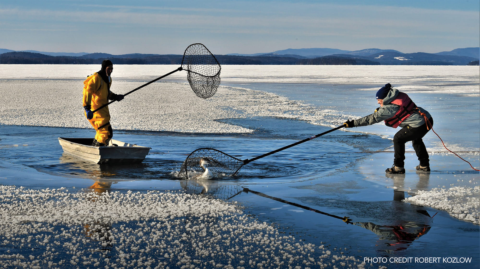 Rescuers saving loons