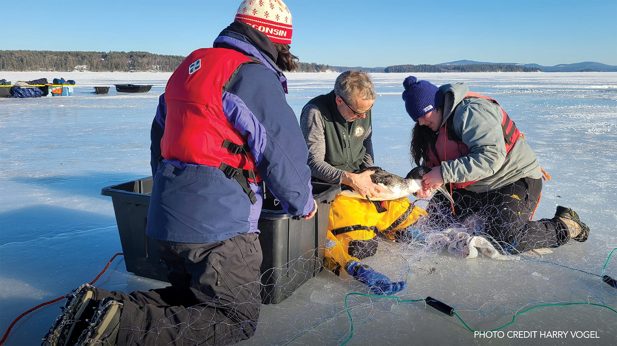 Rescuers saving loons