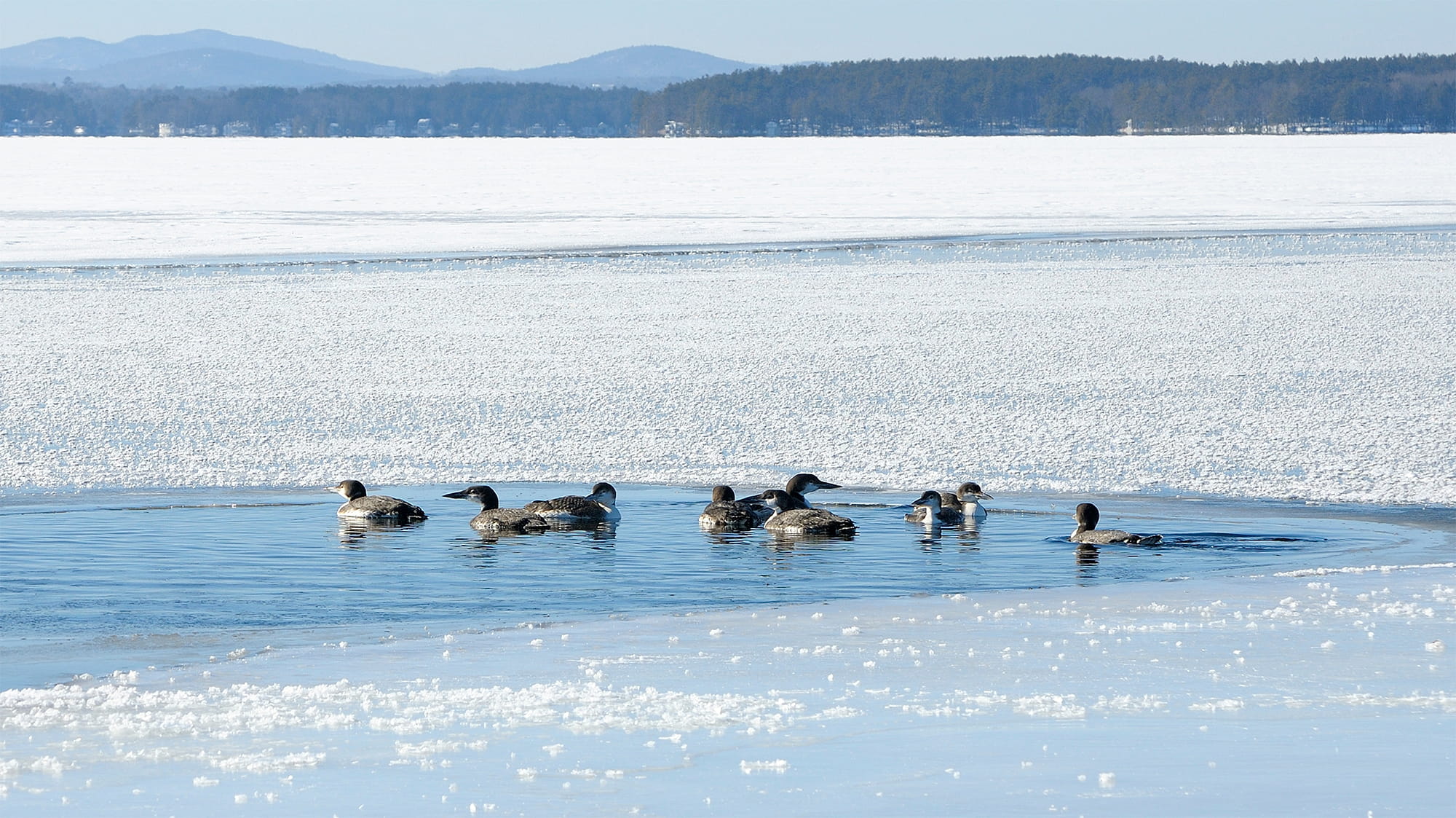 Loons in a pond