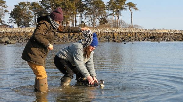 Releasing saved loons