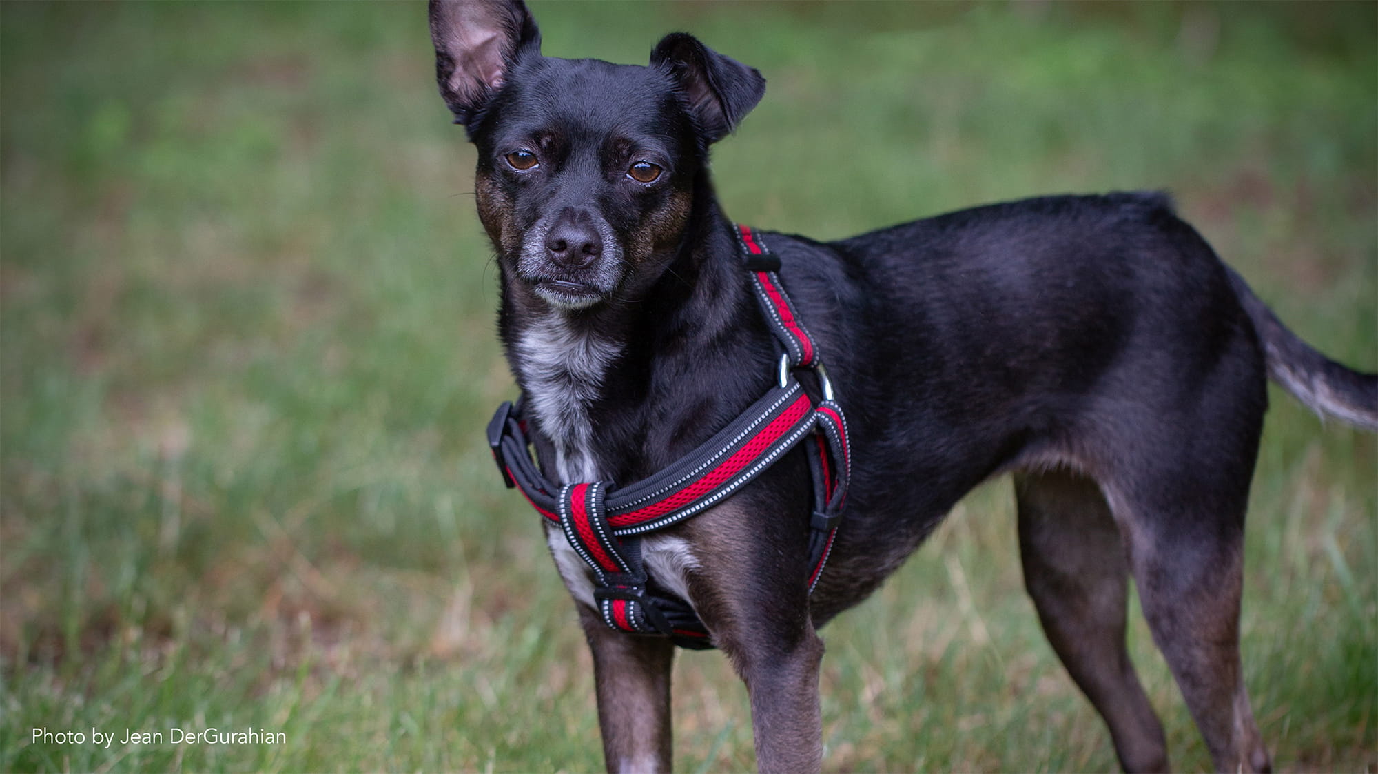 Black Chihuahua