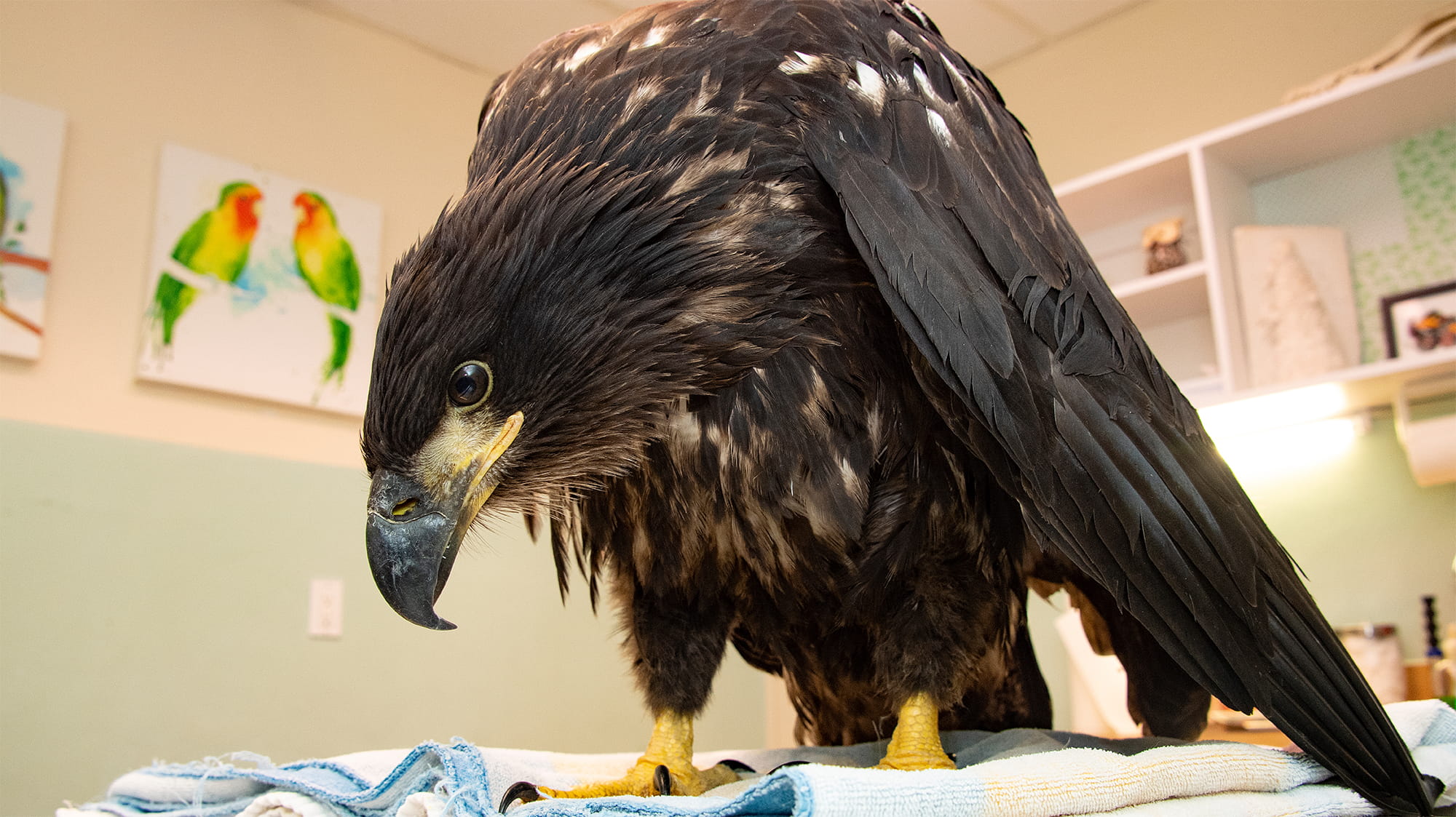 Eagle in Vet Office