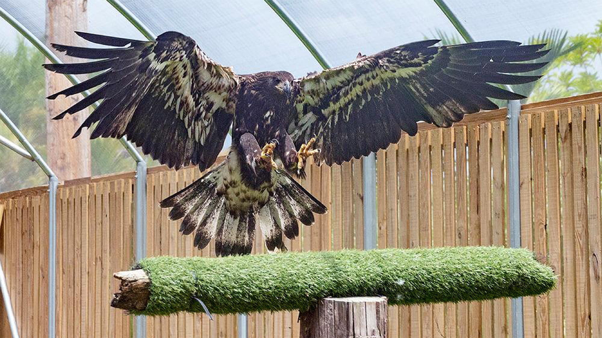 Eagle landing on perch