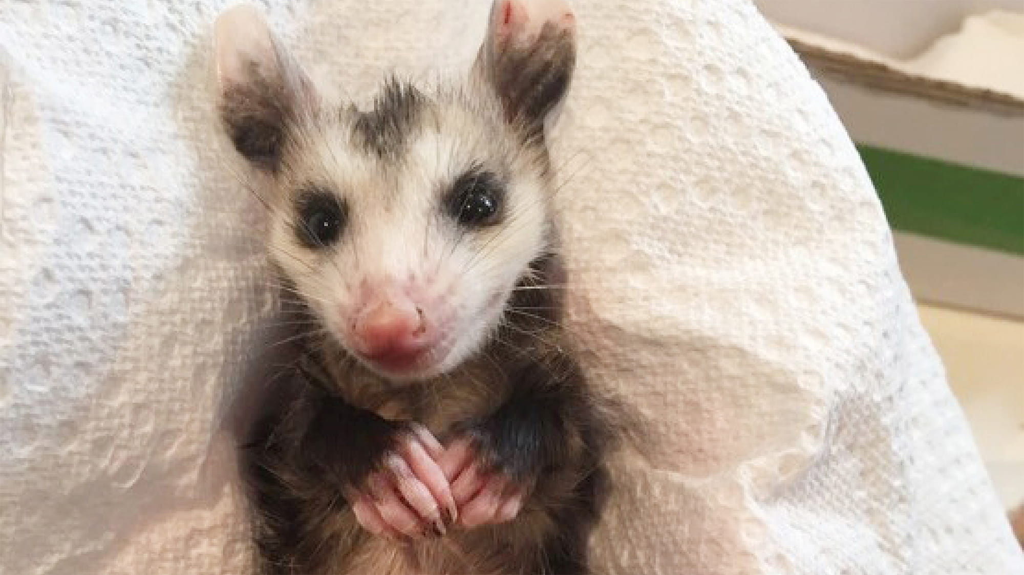 Baby Possum