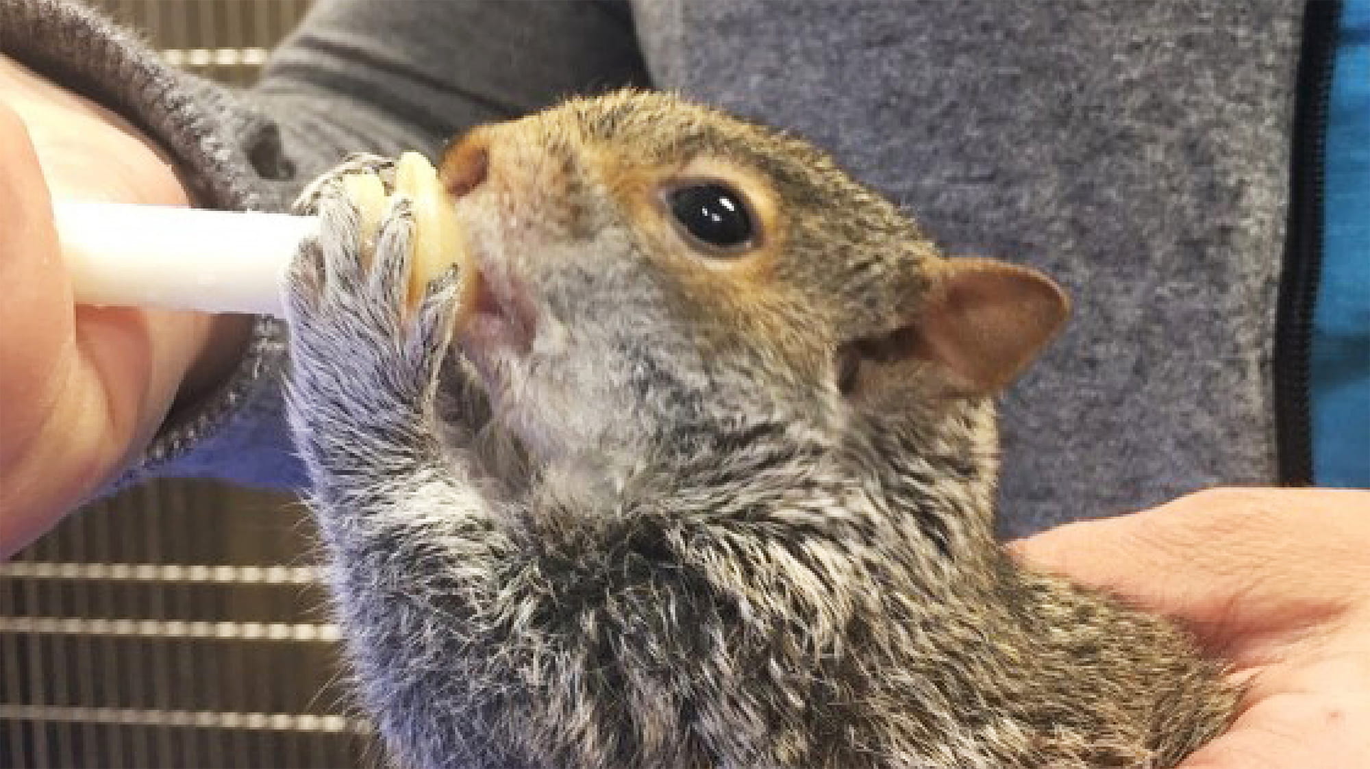 Baby Squirrel Drinking