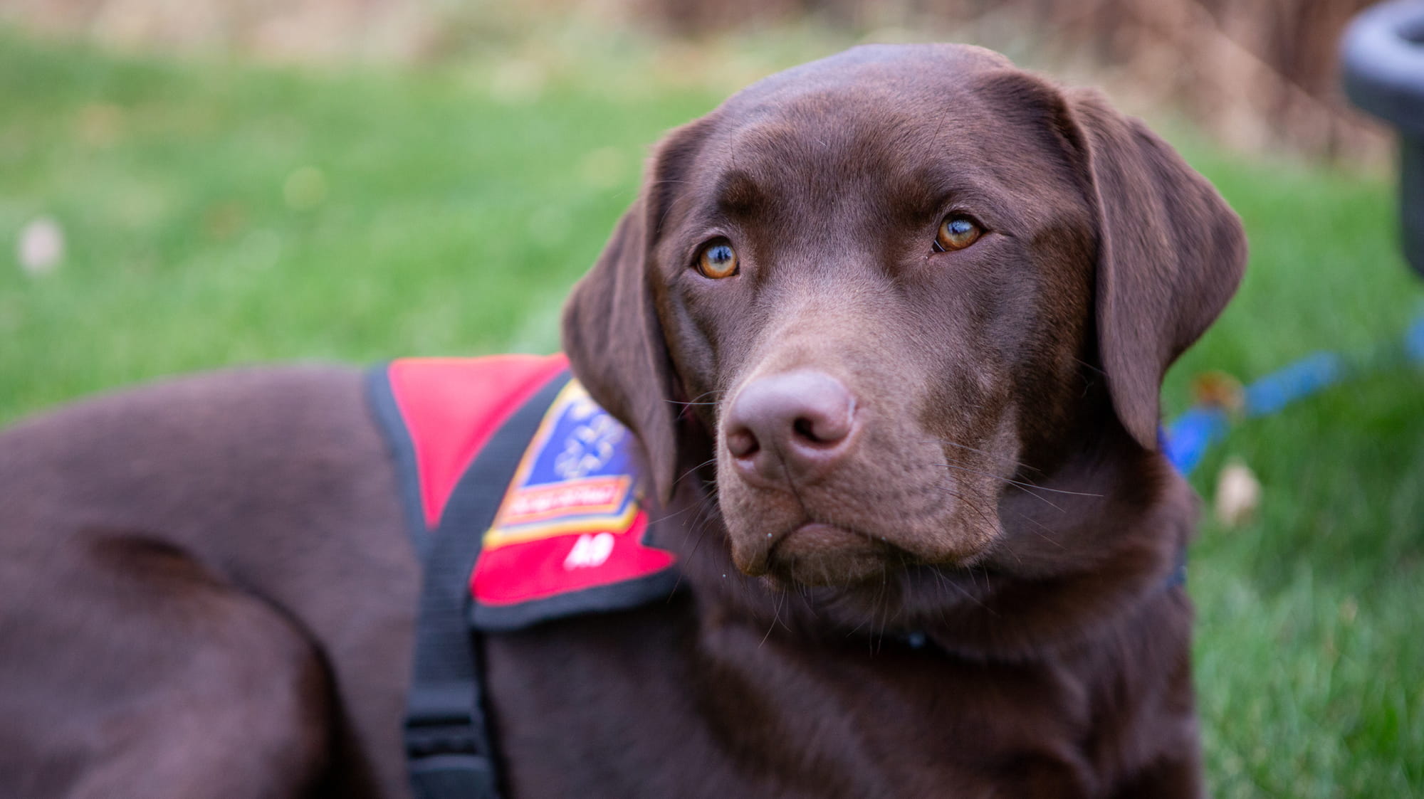 VCA Voice | Service Dogs