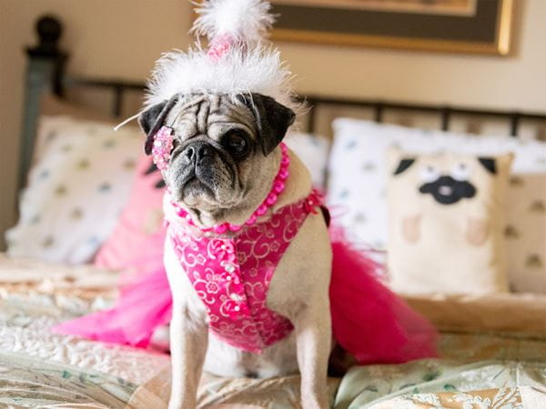 VCA Voice Ladybug the Pug