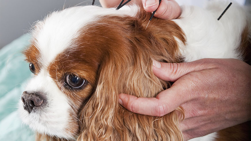 cavalier king charles spaniel