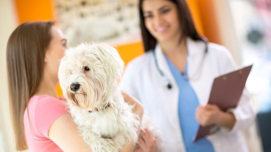 woman with dog and veterinarian