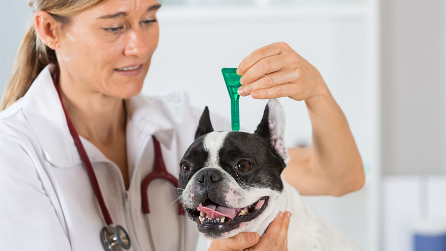 veterinarian with dog