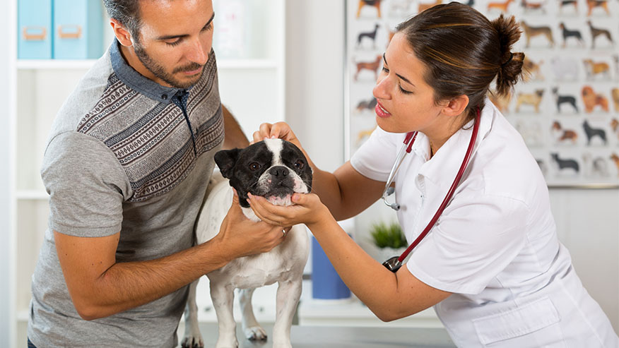 VCA Animal Hospitals Pain Management Department