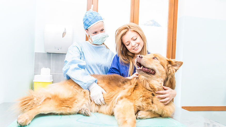 VCA Animal Hospitals Reproductive Medicine