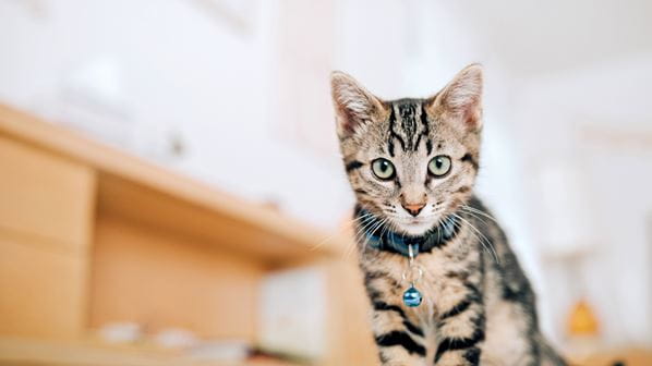 Gray and black tabby cat