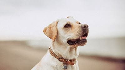 Yellow lab dog