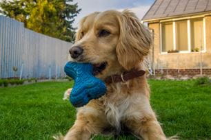 dental treats