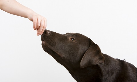 Food Bowl Aggression in Dogs