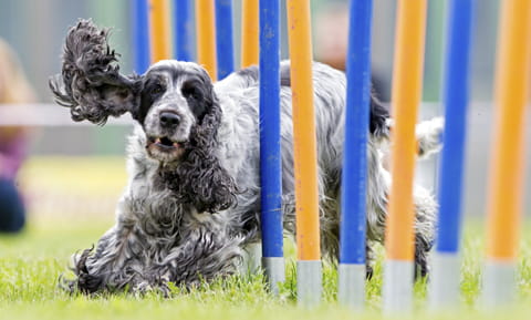 Agility for Dogs